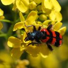  Zottiger Bienenkäfer auf Raps