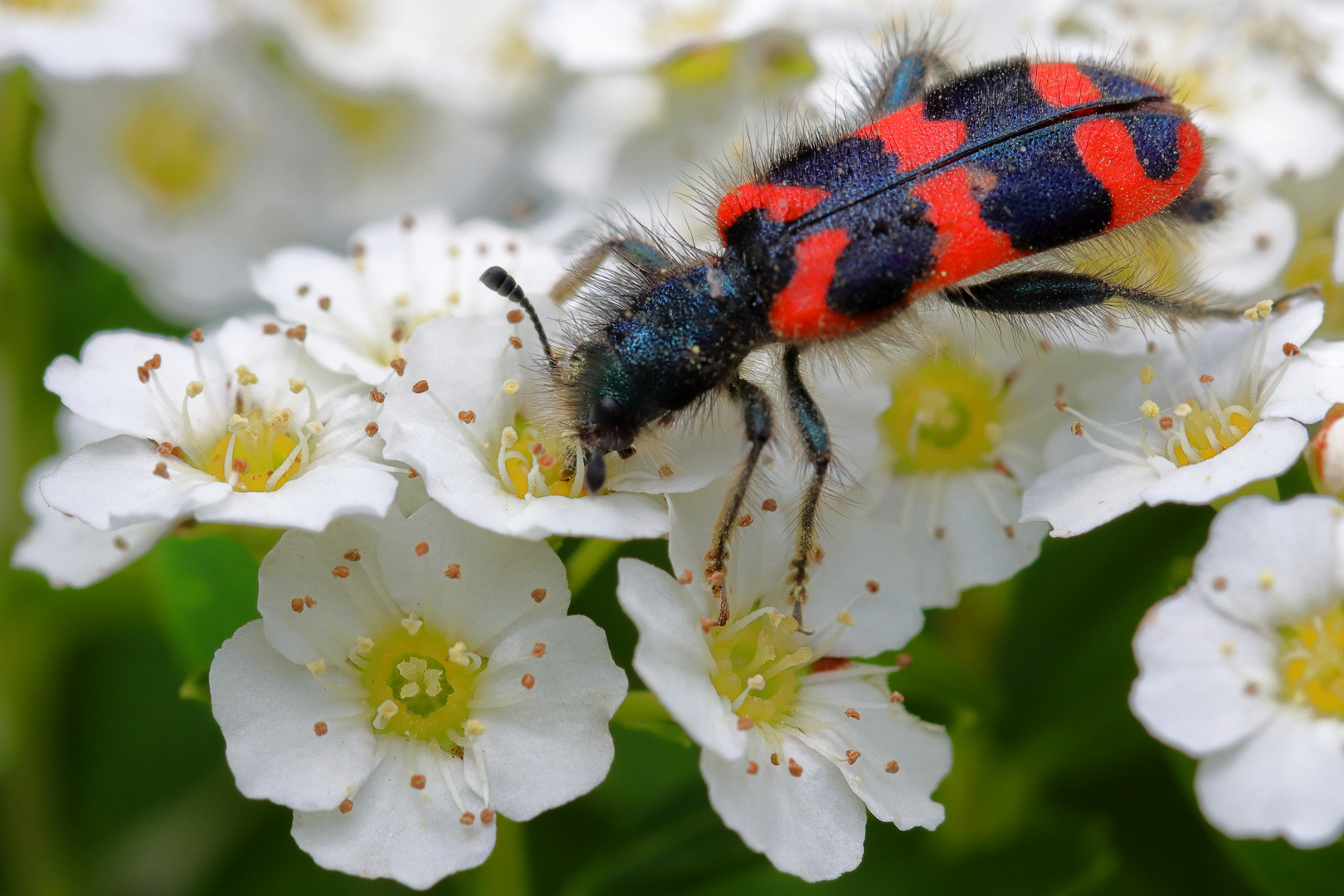 Zottiger Bienenkäfer