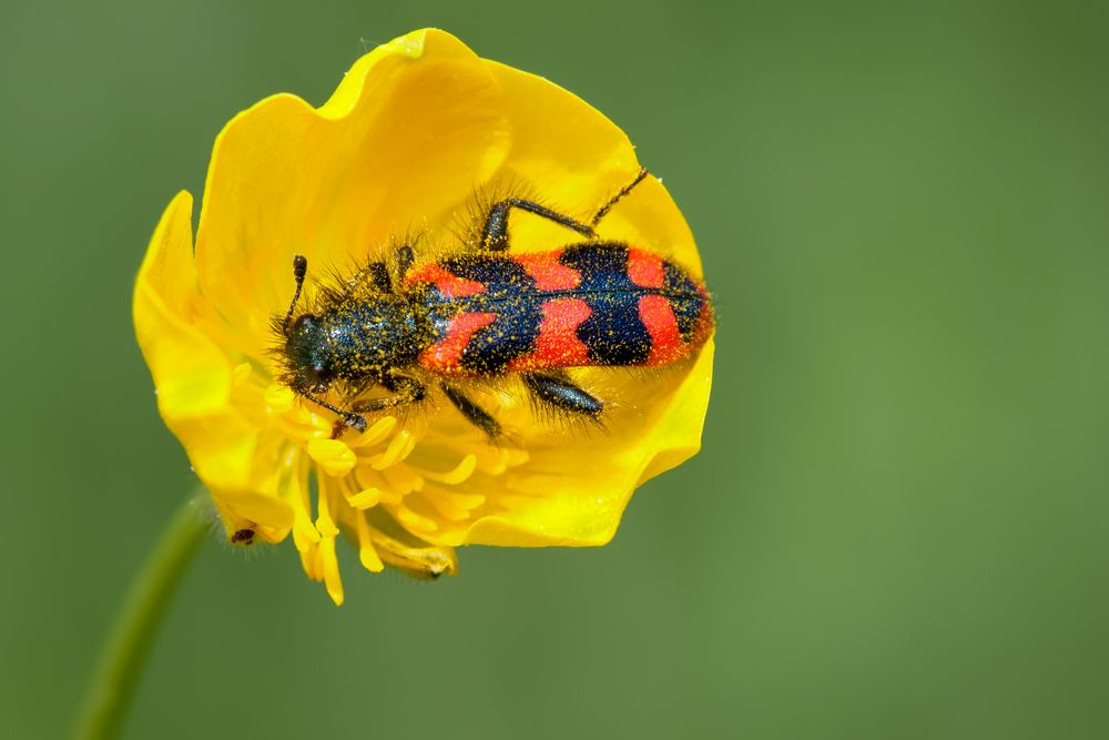 zottiger bienenkäfer beim pollenbad