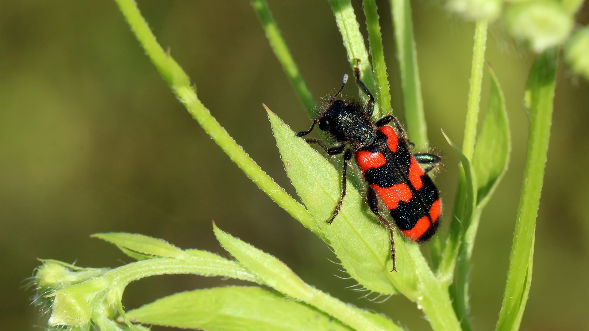 Zottiger Bienenkäfer