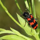 Zottiger Bienenkäfer