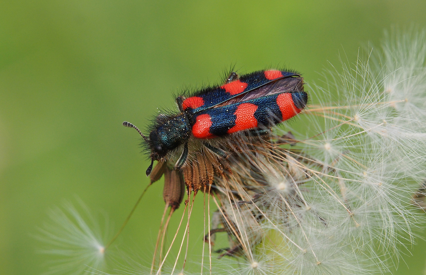 Zottiger Bienenkäfer