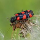 Zottiger Bienenkäfer