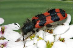 Zottiger Bienenkäfer