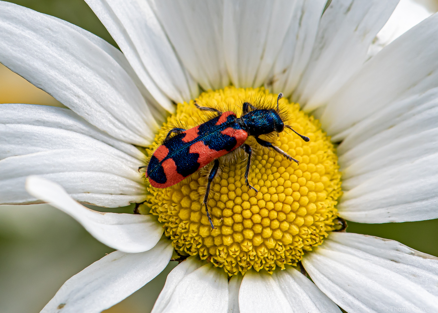 Zottiger Bienenkäfer