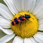 Zottiger Bienenkäfer