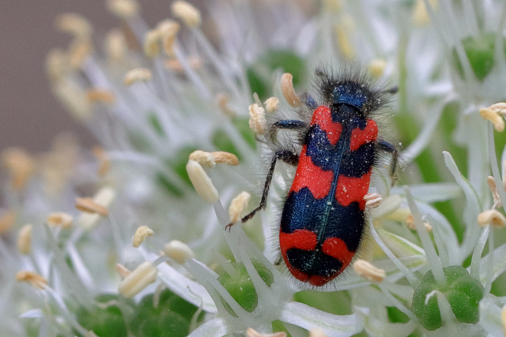 Zottiger Bienenkäfer (denke ich)