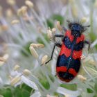 Zottiger Bienenkäfer (denke ich)