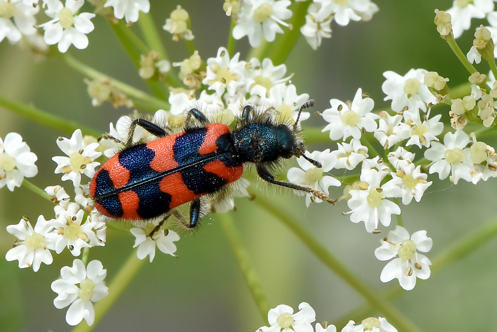 Zottiger Bienenkäfer Draufsicht