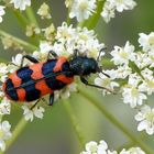 Zottiger Bienenkäfer Draufsicht