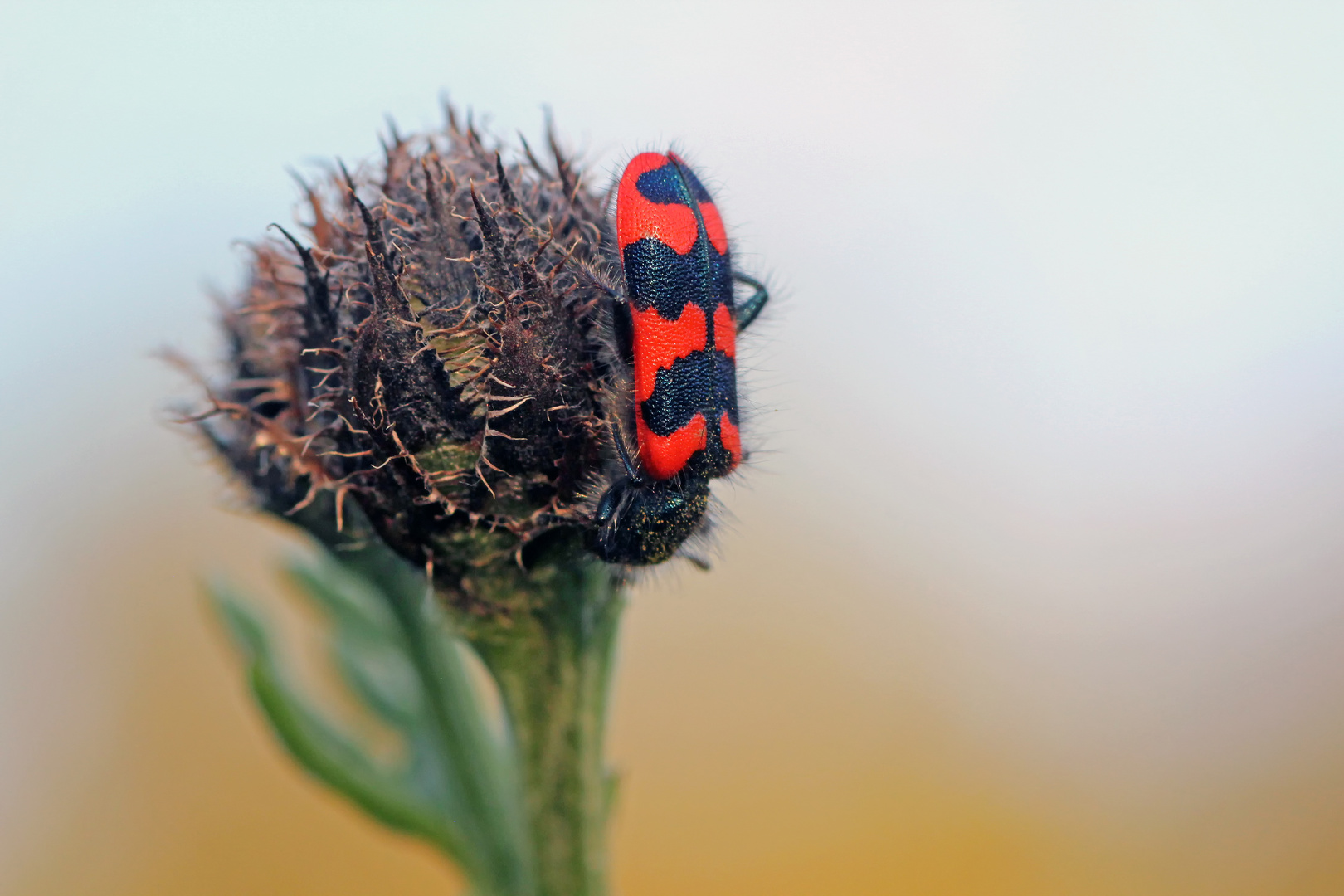 Zottiger Bienenkäfer