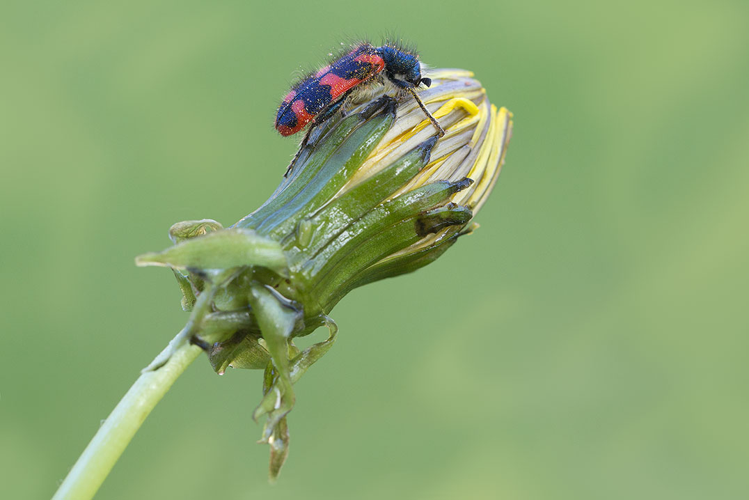 Zottiger Bienenkäfer