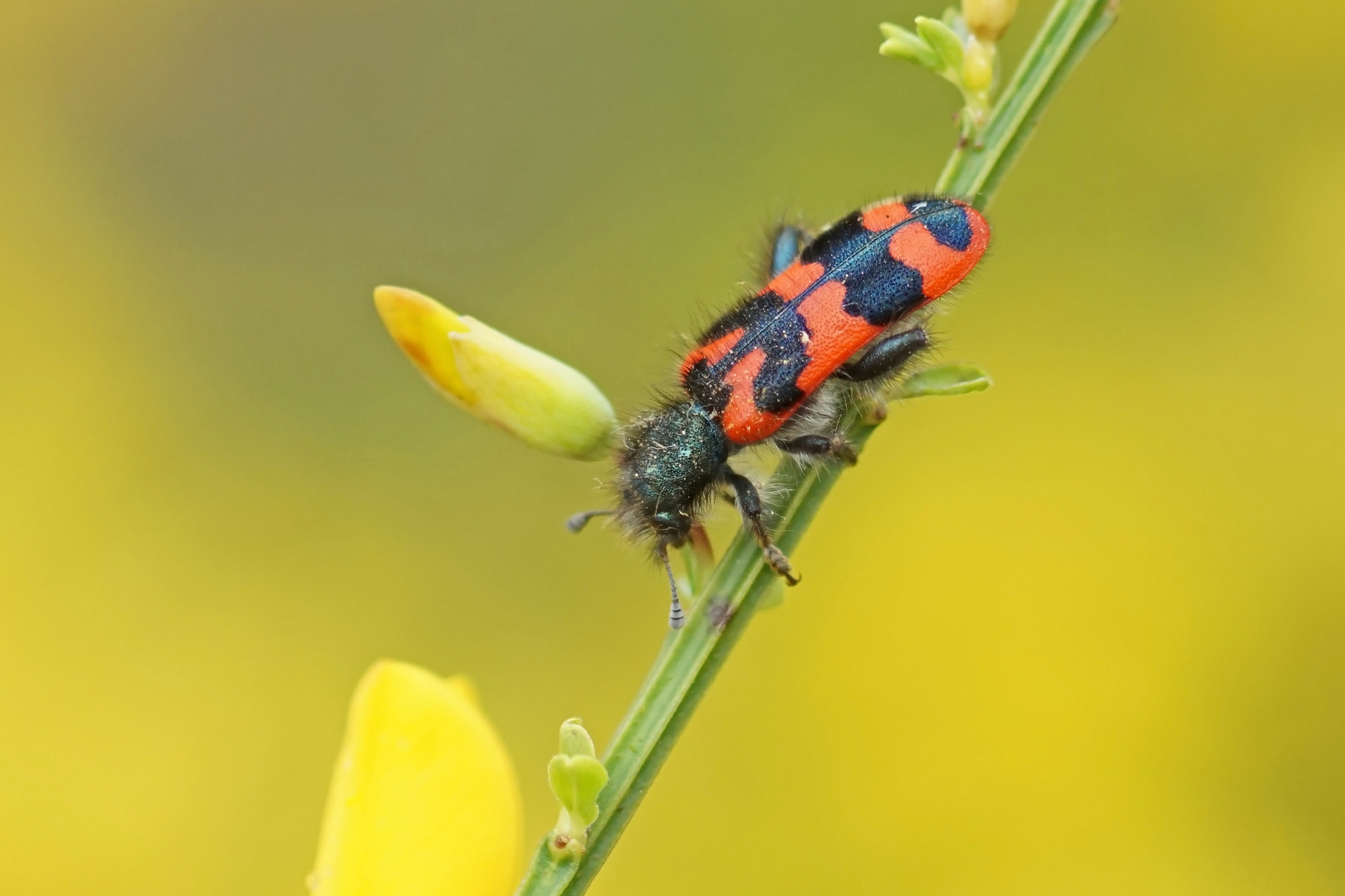 Zottiger Bienenkäfer oder auch Bienenwolf (Trichodes alvearius)