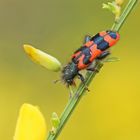 Zottiger Bienenkäfer oder auch Bienenwolf (Trichodes alvearius)