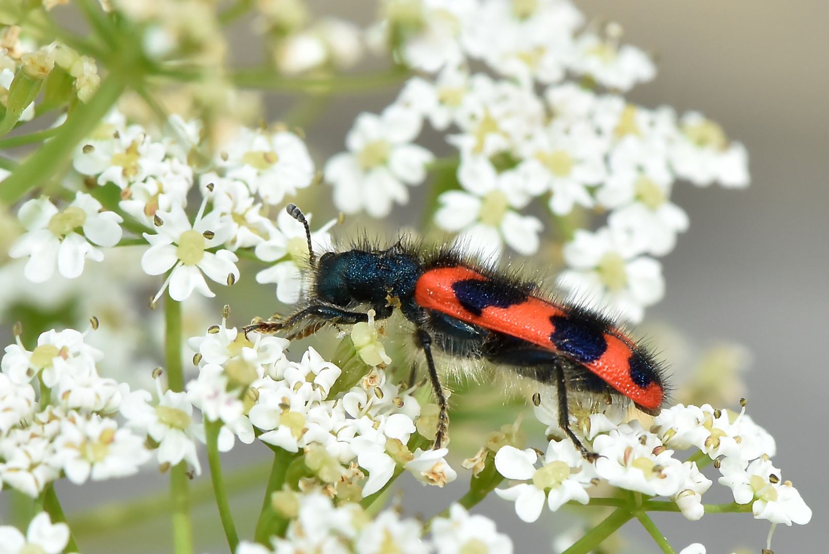 Zottiger Bienenkäfer Seitenansicht