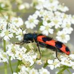 Zottiger Bienenkäfer Seitenansicht