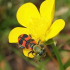 Zottiger Bienenkäfer / Trichodes alvearius