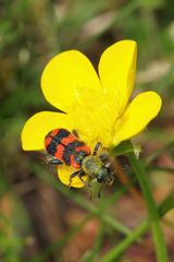 Zottiger Bienenkäfer / Trichodes alvearius