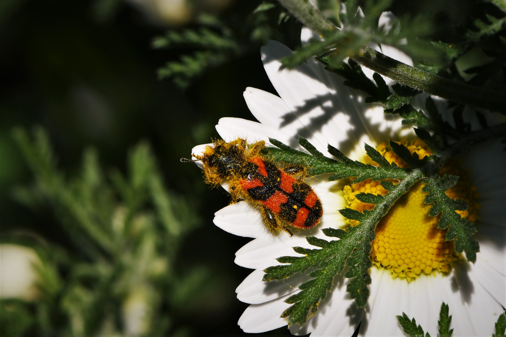 Zottiger Bienenkäfer (Trichodes alvearius)