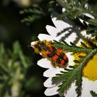 Zottiger Bienenkäfer (Trichodes alvearius)