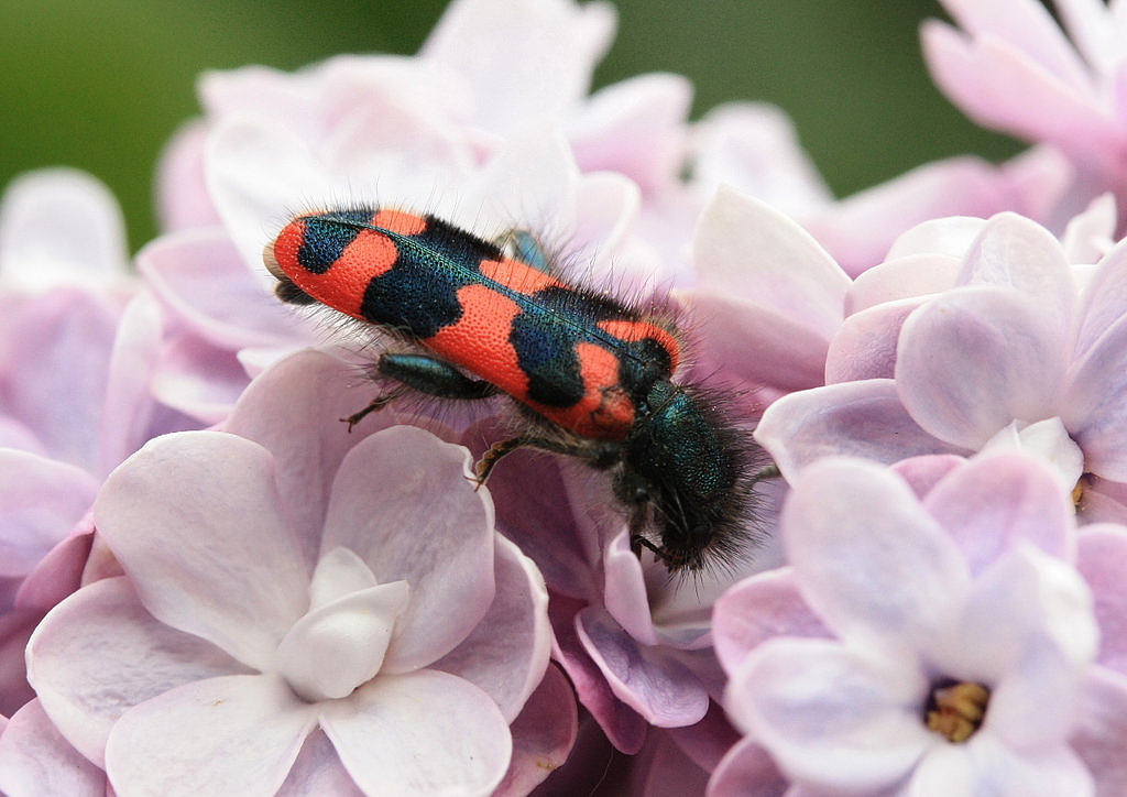 Zottiger Bienenkäfer (Trichodes alvearius)