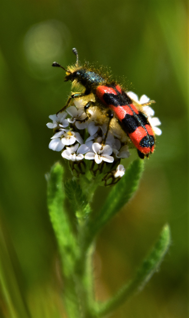 Zottiger Bienenkäfer (Trichodes alvearius)