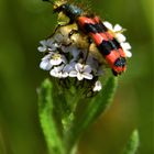 Zottiger Bienenkäfer (Trichodes alvearius)