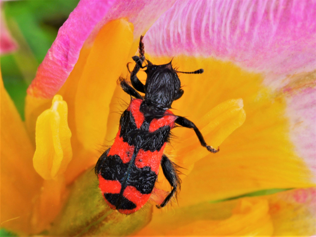  Zottiger Bienenkäfer / Trichodes alvearius 