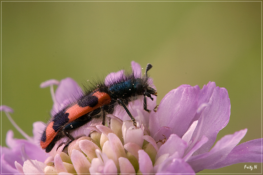 Zottiger Bienenkäfer " Trichodes alvearius"