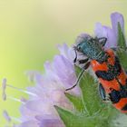 Zottiger Bienenkäfer (Trichodes alvearius )