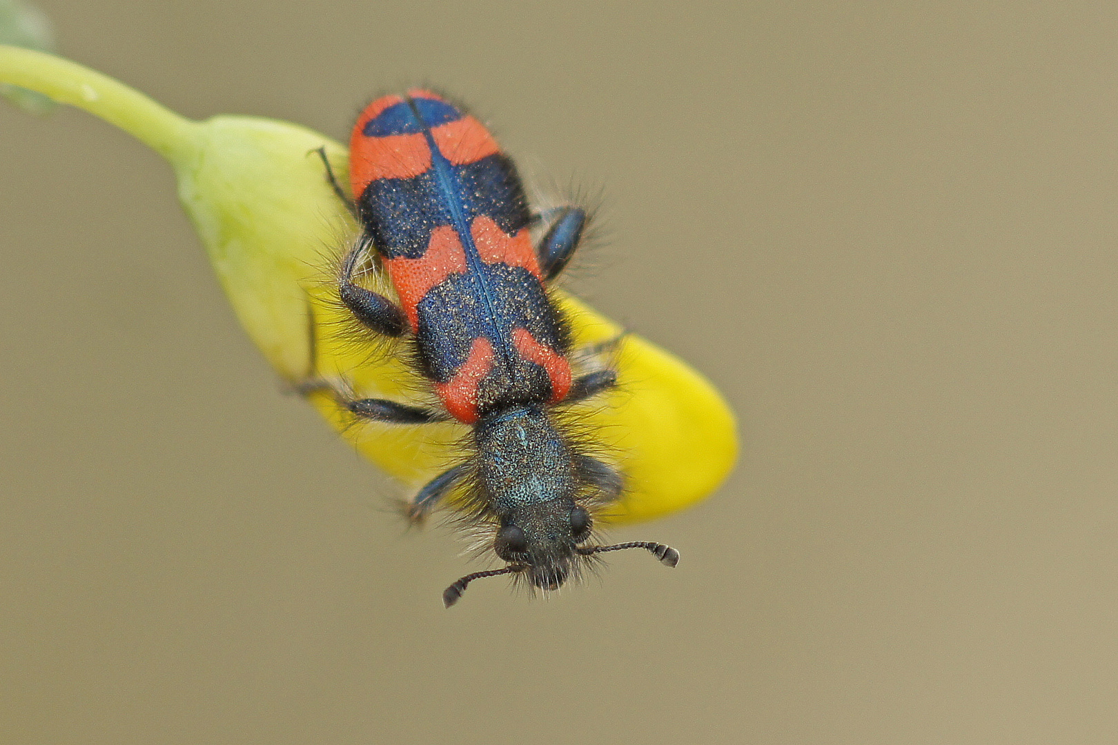 Zottiger Bienenkäfer (Trichodes alvearius)