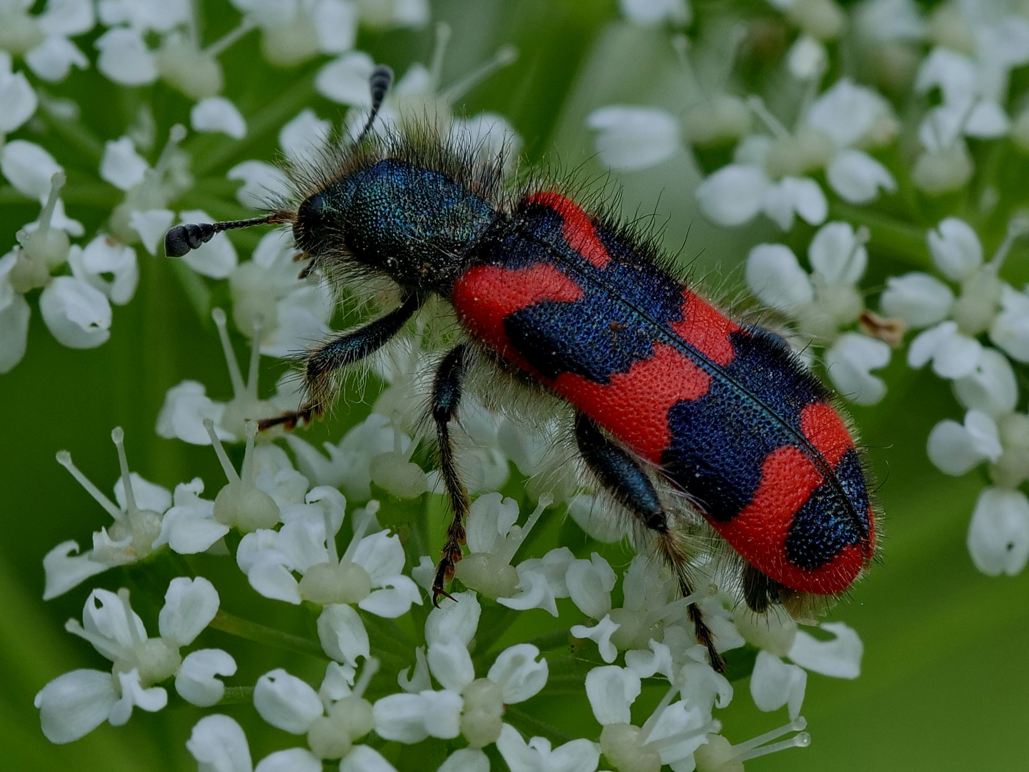 Zottiger Bienenkäfer (Trichodes alvearius)