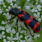 Zottiger Bienenkäfer (Trichodes alvearius)