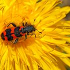 Zottiger Bienenkäfer (Trichodes alvearius) - Trichode des ruches ou clairon.