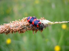 Zottiger Bienenkäfer, unser schönster Bundkäfer.