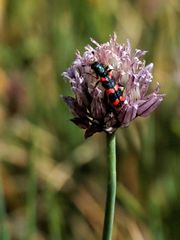 Zottiger Bienenkäfer,(Trichodes alvearius)  