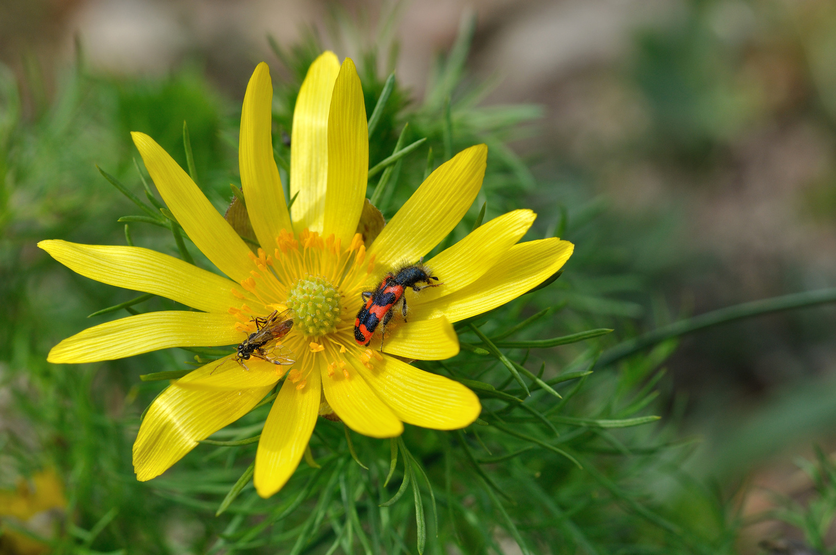 Zottiger (Gemeiner) Bienenkäfer (Trichodes apiarius)