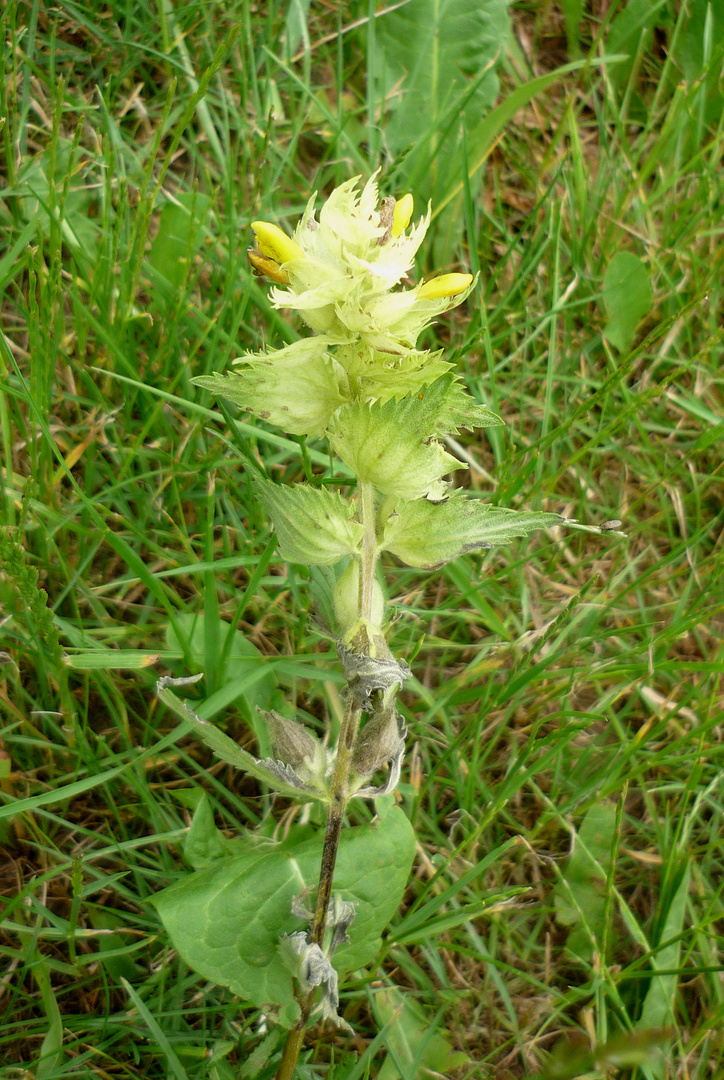 Zottiger Klappertopf (Rhinanthus alectorolophus)