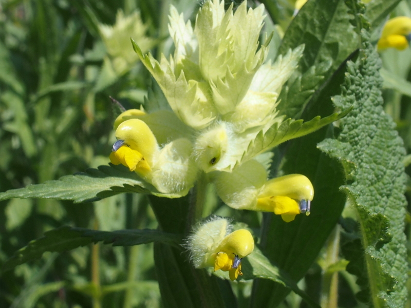 Zottiger Klappertopf 'Rhinanthus alectorolophus'