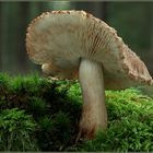 Zottiger Ritterling (Tricholoma vaccinum)