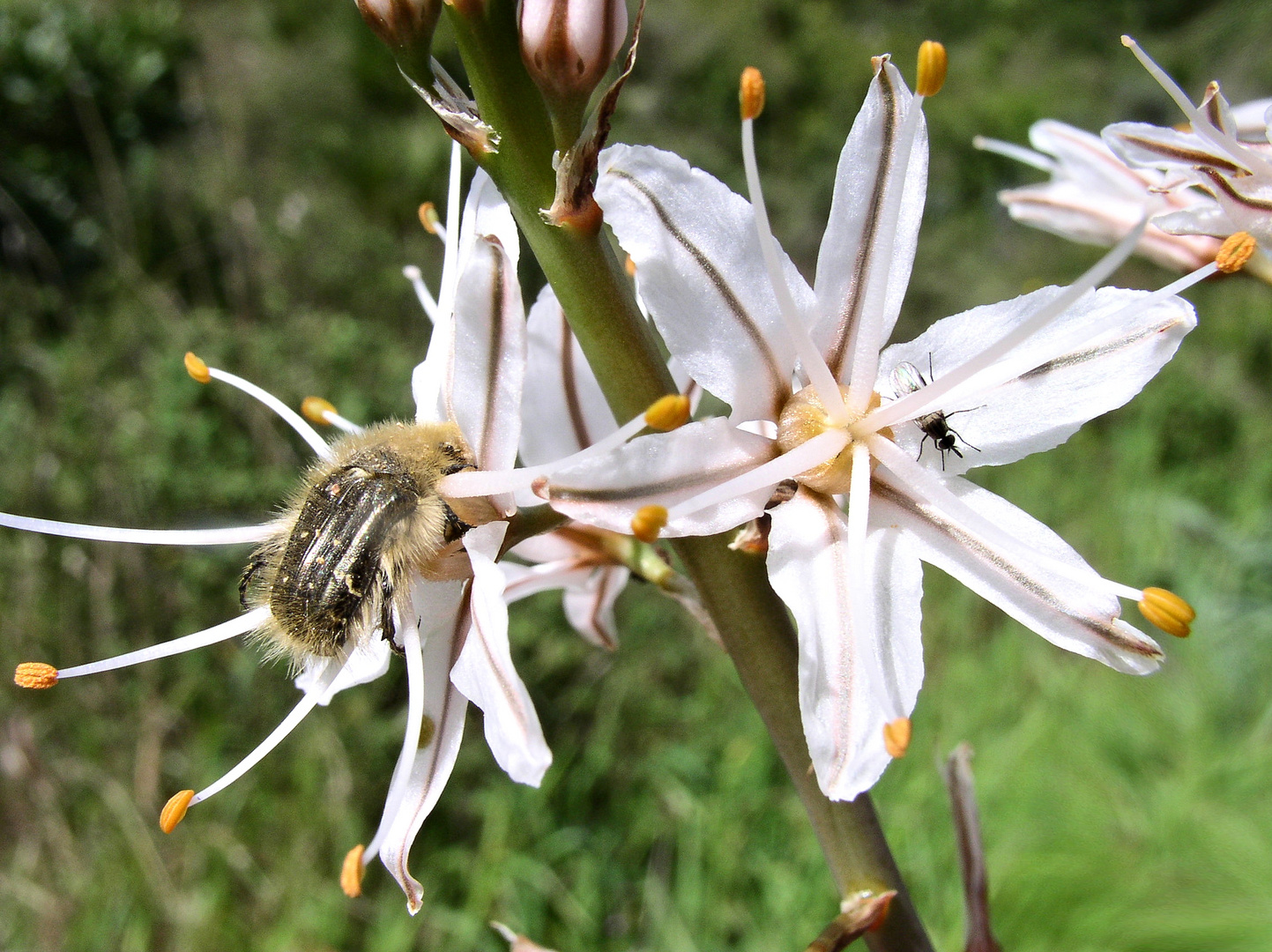 Zottiger Rosenkäfer (Tropinota hirta) auf Affodill