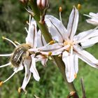 Zottiger Rosenkäfer (Tropinota hirta) auf Affodill