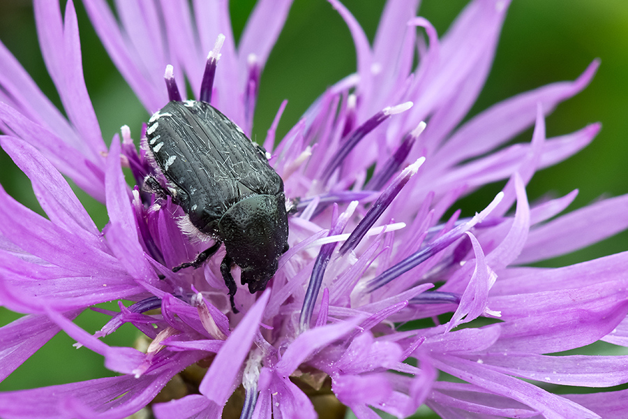 Zottiger Rosenkäfer (Tropinota hirta)