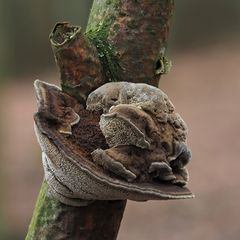 Zottiger Schillerporling,  (Inonotus hispidus) ?