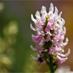 Zottiger Ziest (Stachys monnieri)