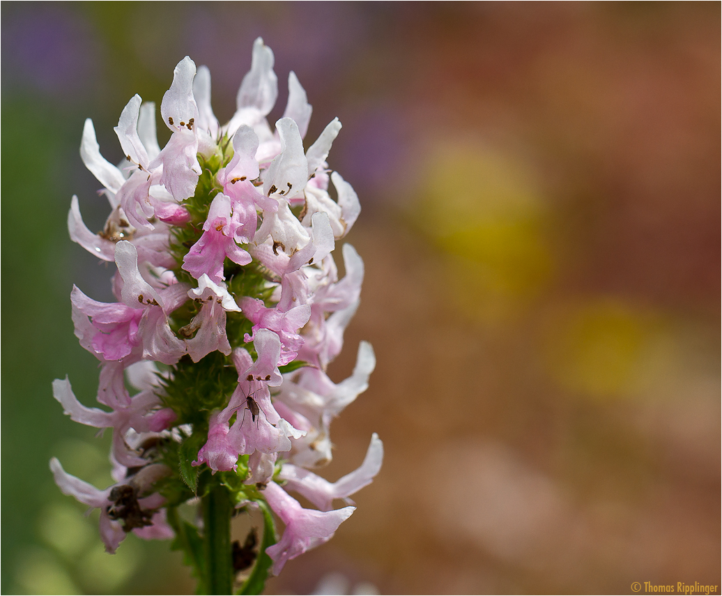 Zottiger Ziest (Stachys monnieri).