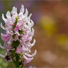 Zottiger Ziest (Stachys monnieri).