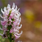 Zottiger Ziest (Stachys monnieri).