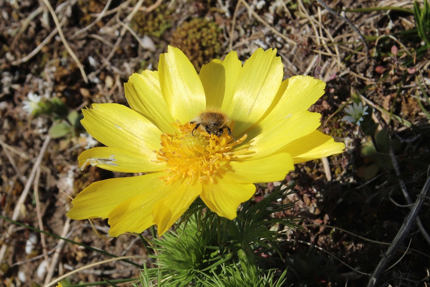 Zottiger_Rosenkäfer_auf_Adonis