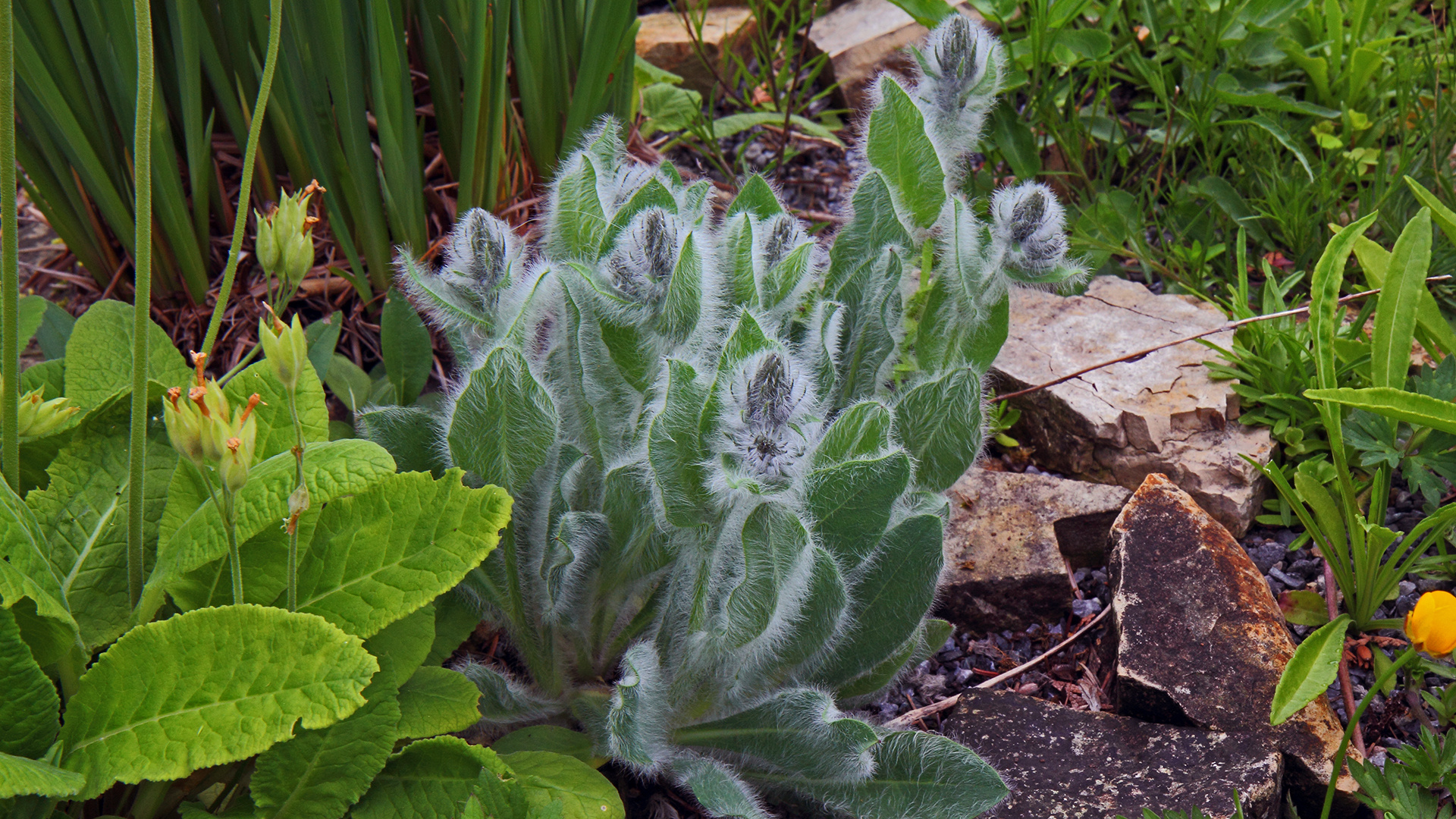 Zottiges Habichtskraut -Hieracium villosum mal vor der Blüte gezeigt...